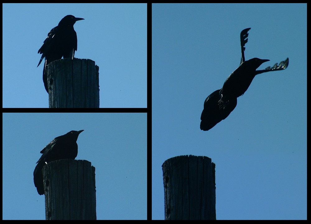 (05) crow montage.jpg   (1000x720)   214 Kb                                    Click to display next picture